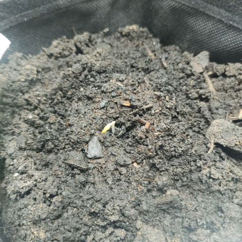 Fat Banana Automatic "Joe" growlog timeline photo