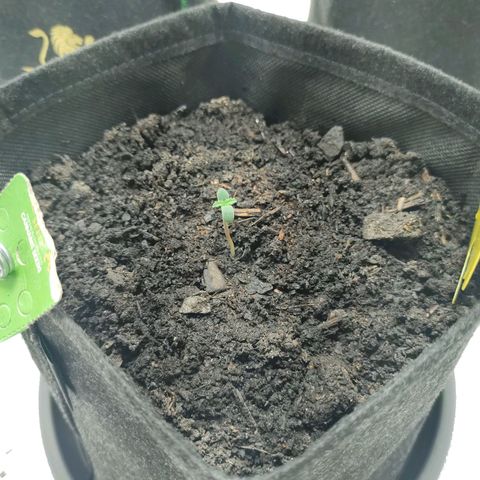 Fat Banana Automatic "Joe" growlog timeline photo