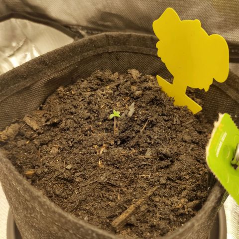 Purple Queen Automatic "Leila" growlog timeline photo
