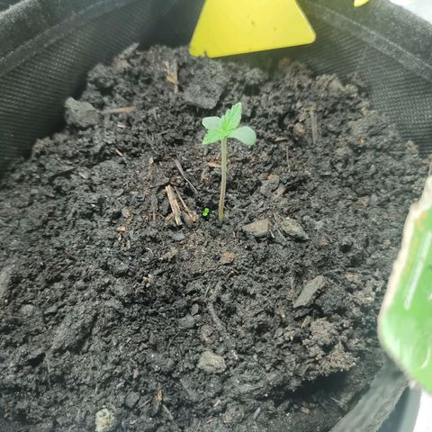 Fat Banana Automatic "Joe" growlog timeline photo