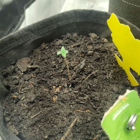Purple Queen Automatic "Leila" growlog timeline photo