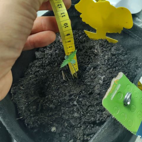 Fat Banana Automatic "Joe" growlog timeline photo