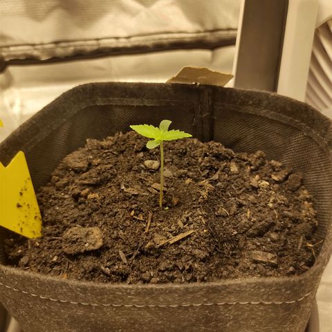 Fat Banana Automatic "Joe" growlog timeline photo