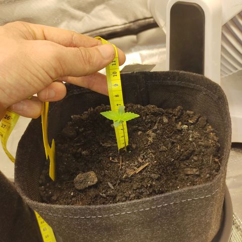 Fat Banana Automatic "Joe" growlog timeline photo