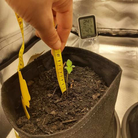 Purple Queen Automatic "Leila" growlog timeline photo