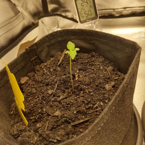 Purple Queen Automatic "Leila" growlog timeline photo