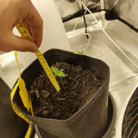 Fat Banana Automatic "Joe" growlog timeline photo