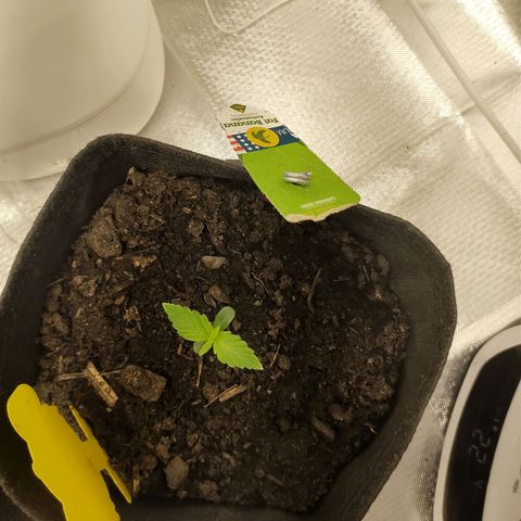 Fat Banana Automatic "Joe" growlog timeline photo