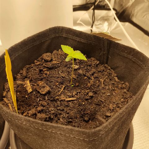Fat Banana Automatic "Joe" growlog timeline photo