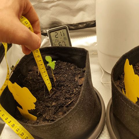 Purple Queen Automatic "Leila" growlog timeline photo