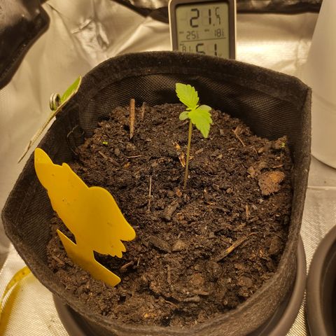 Purple Queen Automatic "Leila" growlog timeline photo