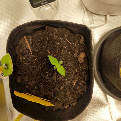Purple Queen Automatic "Leila" growlog timeline photo