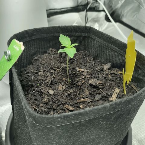 Fat Banana Automatic "Joe" growlog timeline photo