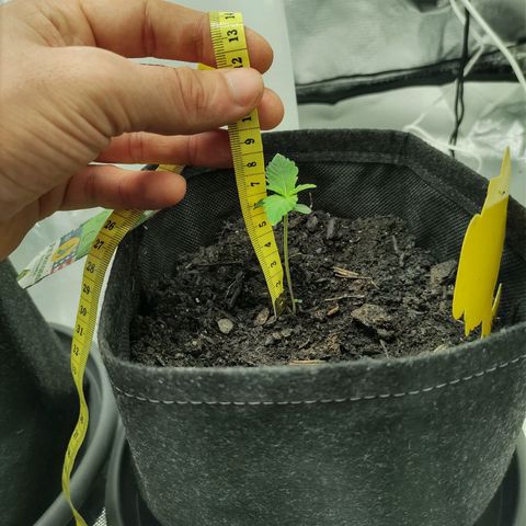 Fat Banana Automatic "Joe" growlog timeline photo