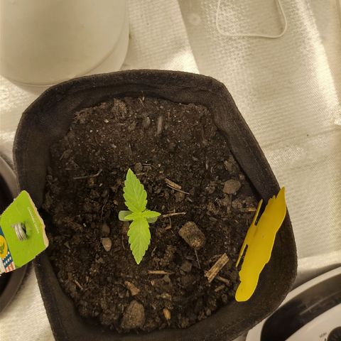 Fat Banana Automatic "Joe" growlog timeline photo