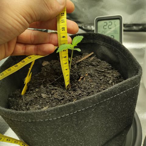Purple Queen Automatic "Leila" growlog timeline photo