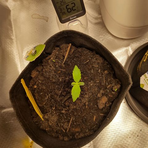 Purple Queen Automatic "Leila" growlog timeline photo