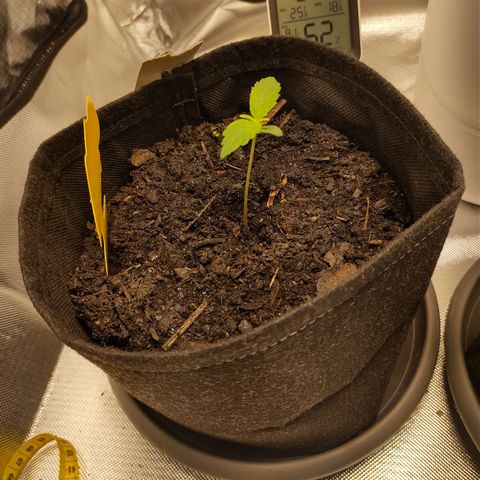 Purple Queen Automatic "Leila" growlog timeline photo