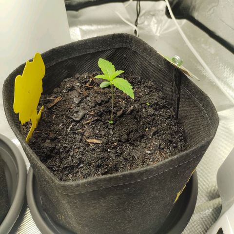 Fat Banana Automatic "Joe" growlog photo: Blätter weißt seit 2 Tagen kleine helle fast weiße spitzen auf. Aber kaum merklich. Außerdem hab ich das Gefühl die wachsen seit 2 Tagen langsamer als vorher.
Ich behalte es im auge. Vielleicht ein Stickstoff Mangel?