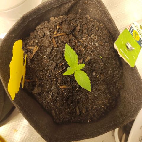 Fat Banana Automatic "Joe" growlog photo: Blätter weißt seit 2 Tagen kleine helle fast weiße spitzen auf. Aber kaum merklich. Außerdem hab ich das Gefühl die wachsen seit 2 Tagen langsamer als vorher.
Ich behalte es im auge. Vielleicht ein Stickstoff Mangel?