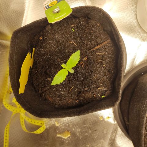 Purple Queen Automatic "Leila" growlog photo: Blätter weißt seit 2 Tagen kleine helle fast weiße stellen an den Rändern auf. Aber kaum merklich. Außerdem hab ich das Gefühl die wachsen seit 2 Tagen langsamer als vorher.
Ich behalte es im auge. Vielleicht ein Stickstoff Mangel?