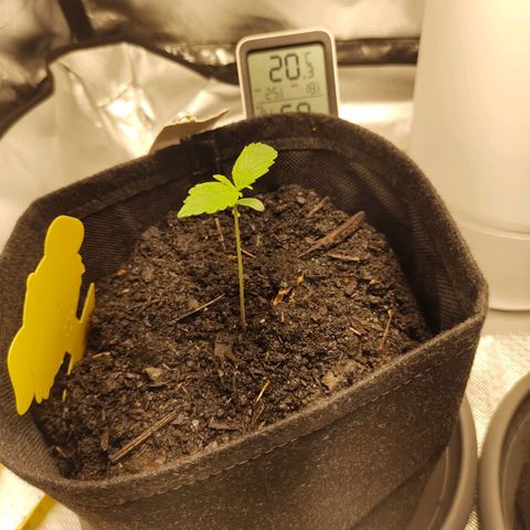 Purple Queen Automatic "Leila" growlog photo: Blätter weißt seit 2 Tagen kleine helle fast weiße stellen an den Rändern auf. Aber kaum merklich. Außerdem hab ich das Gefühl die wachsen seit 2 Tagen langsamer als vorher.
Ich behalte es im auge. Vielleicht ein Stickstoff Mangel?