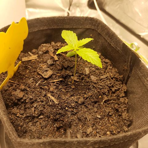 Fat Banana Automatic "Joe" growlog timeline photo
