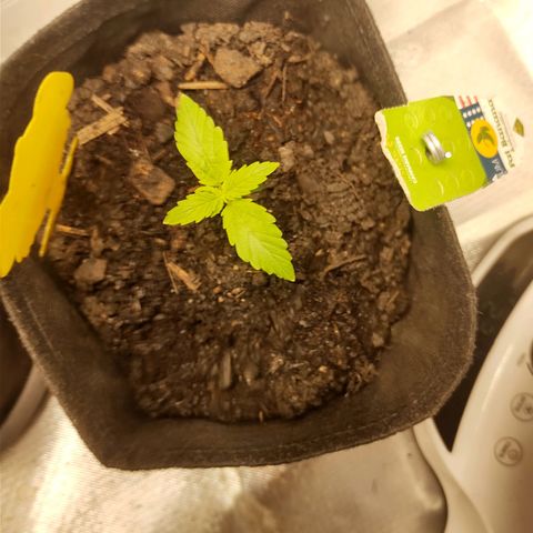 Fat Banana Automatic "Joe" growlog timeline photo