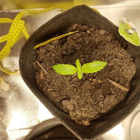 Purple Queen Automatic "Leila" growlog timeline photo