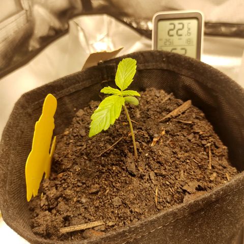 Purple Queen Automatic "Leila" growlog timeline photo