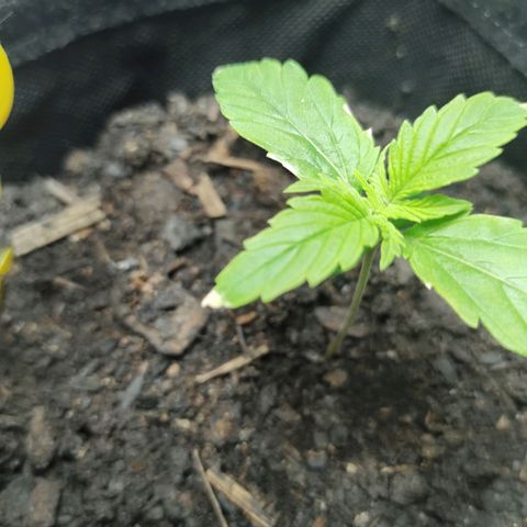 Fat Banana Automatic "Joe" growlog timeline photo