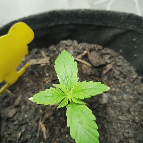 Fat Banana Automatic "Joe" growlog timeline photo