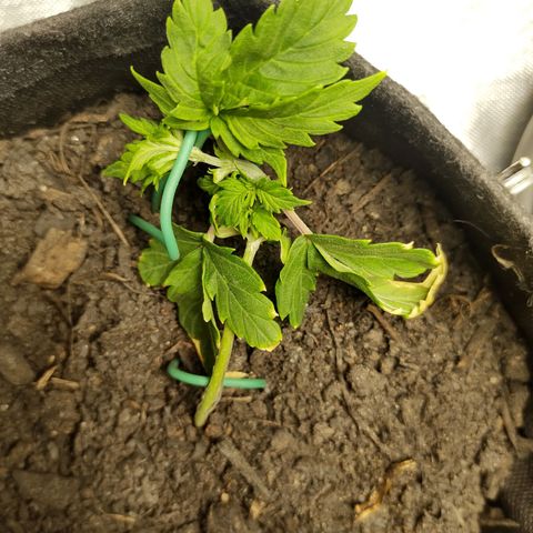 Purple Queen Automatic "Leila" growlog timeline photo