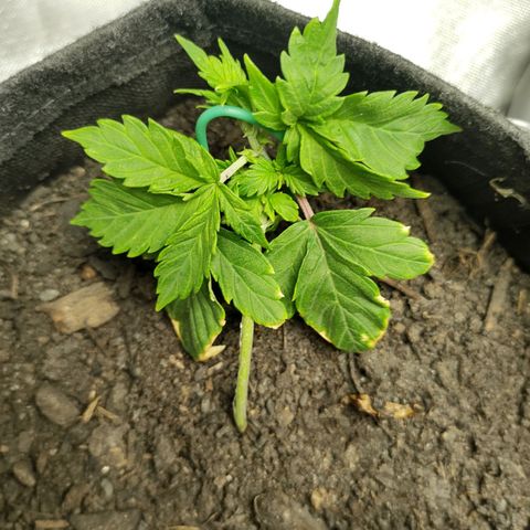 Purple Queen Automatic "Leila" growlog timeline photo