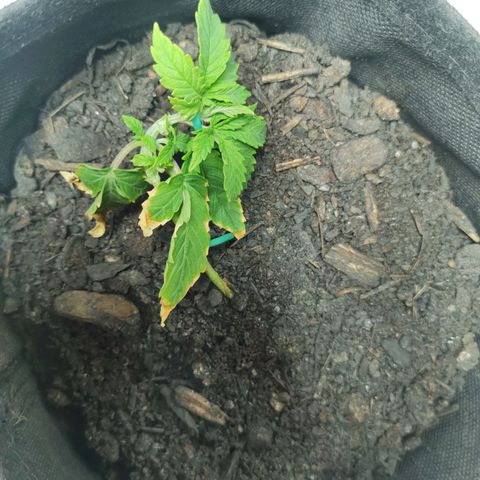 Fat Banana Automatic "Joe" growlog timeline photo