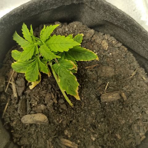 Fat Banana Automatic "Joe" growlog timeline photo