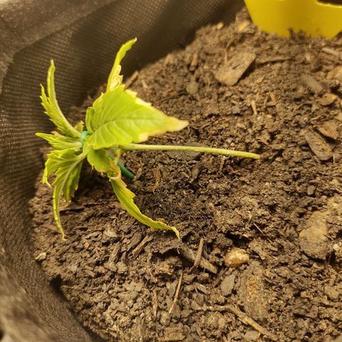 Fat Banana Automatic "Joe" growlog timeline photo