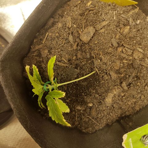 Fat Banana Automatic "Joe" growlog timeline photo