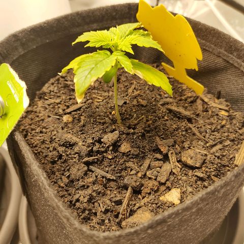 Fat Banana Automatic "Joe" growlog timeline photo