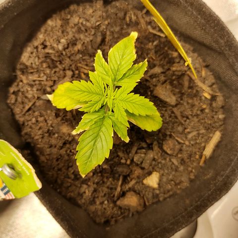 Fat Banana Automatic "Joe" growlog timeline photo