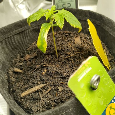 Purple Queen Automatic "Leila" growlog timeline photo