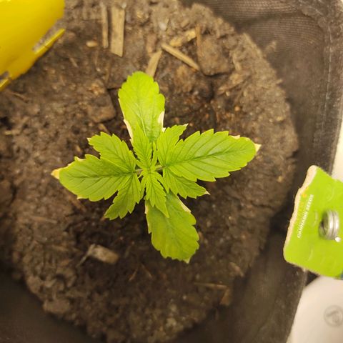 Fat Banana Automatic "Joe" growlog timeline photo