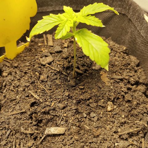 Fat Banana Automatic "Joe" growlog timeline photo