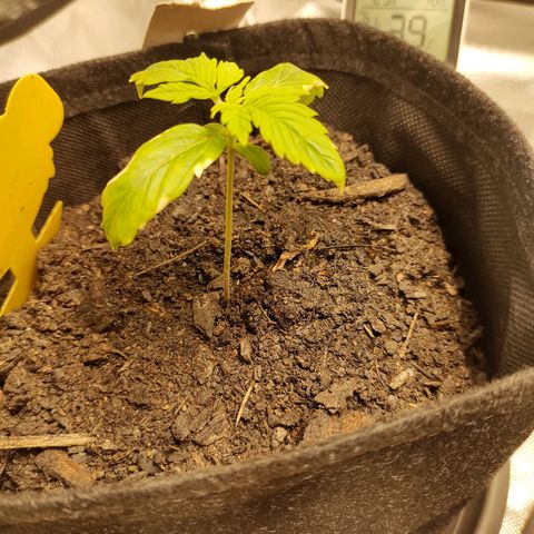 Purple Queen Automatic "Leila" growlog timeline photo