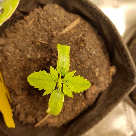 Purple Queen Automatic "Leila" growlog timeline photo