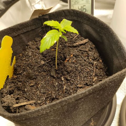Purple Queen Automatic "Leila" growlog timeline photo
