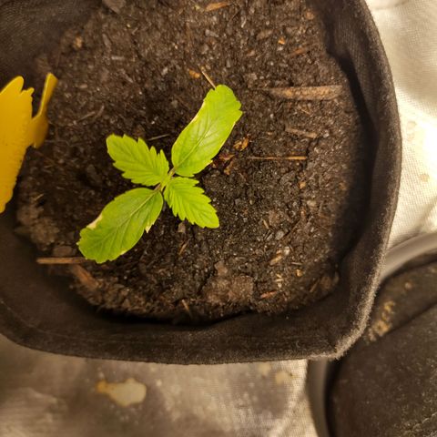 Purple Queen Automatic "Leila" growlog timeline photo