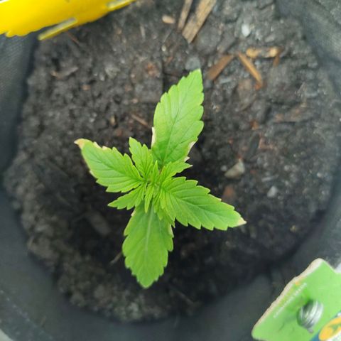 Fat Banana Automatic "Joe" growlog timeline photo