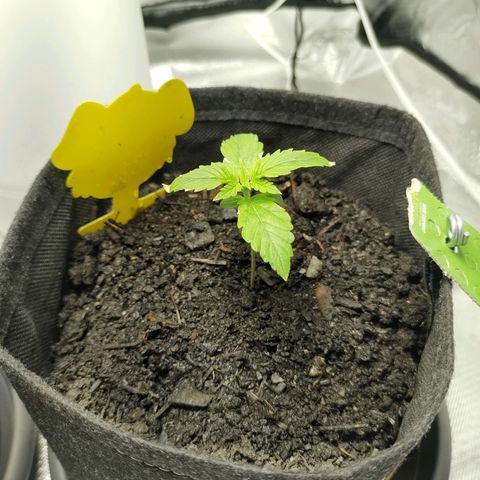 Fat Banana Automatic "Joe" growlog timeline photo