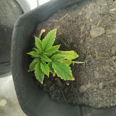Fat Banana Automatic "Joe" growlog timeline photo